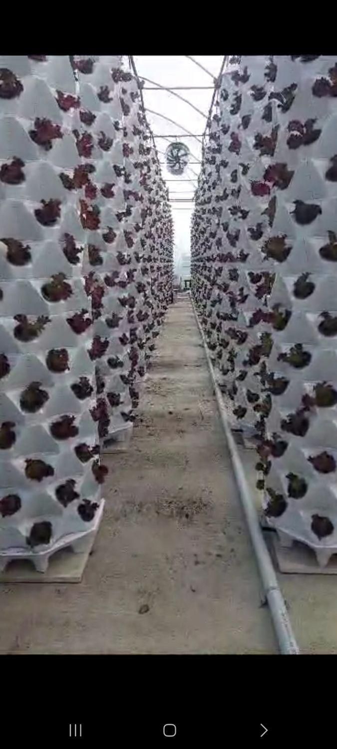 بستر کشت گلخانه هیدروپونیک و آیروپونیک