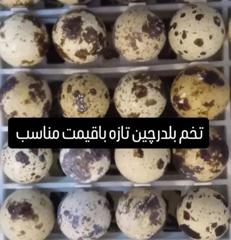 تخم بلدرچین تازه وسالم تضمینی
