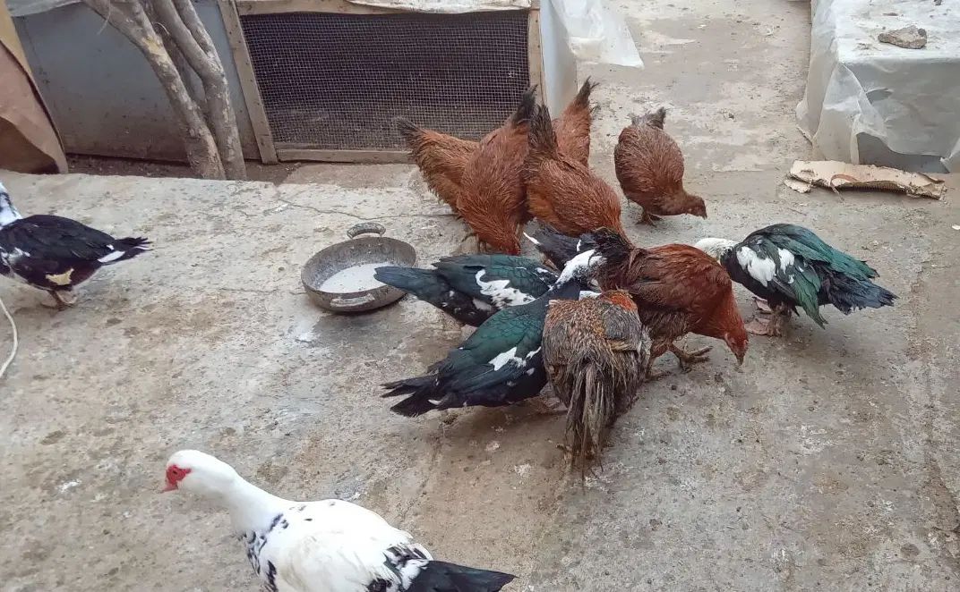 مرغ و خروس  سالم وسرحال