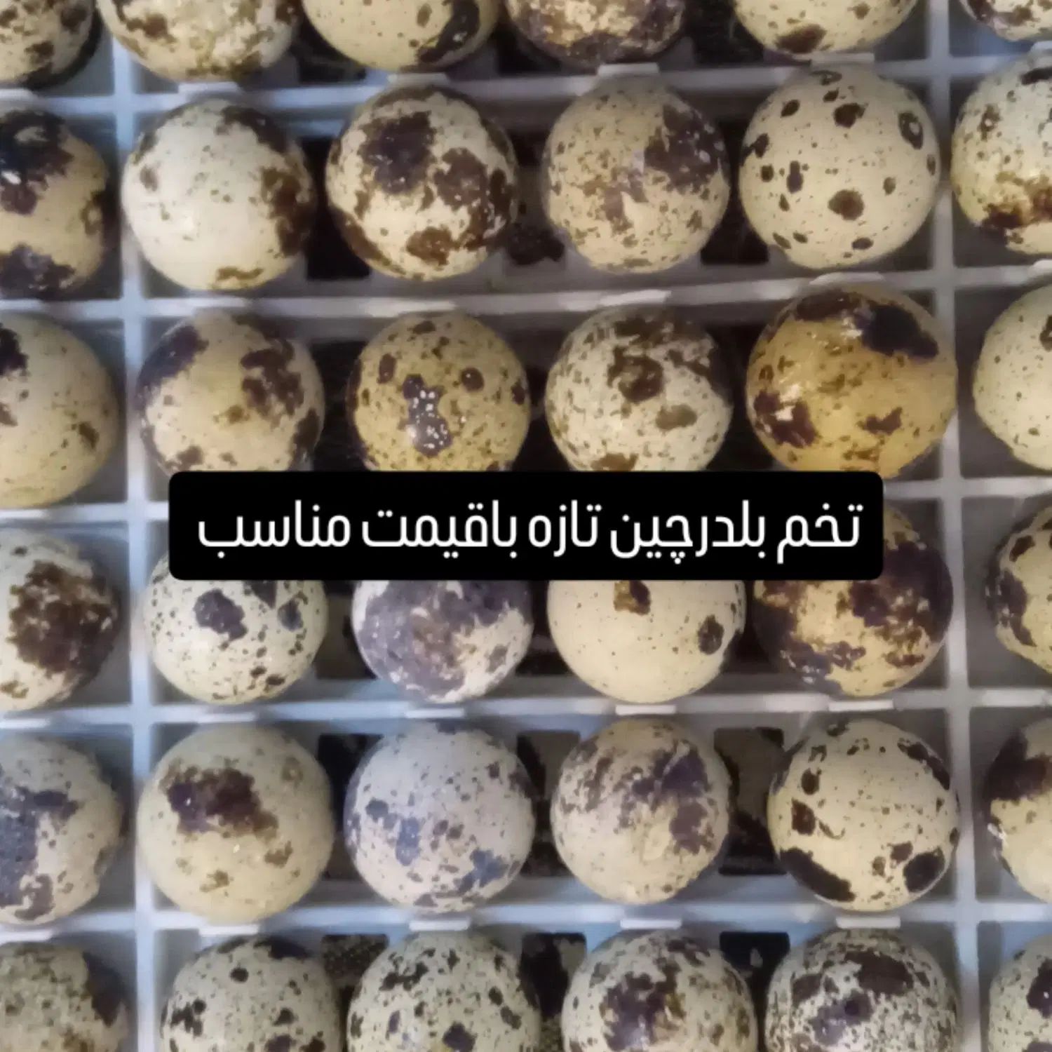 تخم بلدرچین تازه وسالم تضمینی در پارساباد