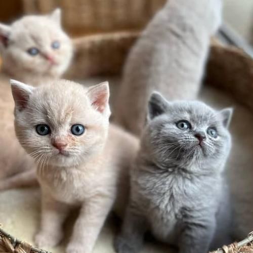 فروش گربه بلو اسکات و گربه بریتانی