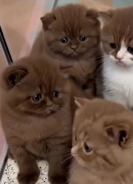 گربه شوکلاتی بسیار شیرین