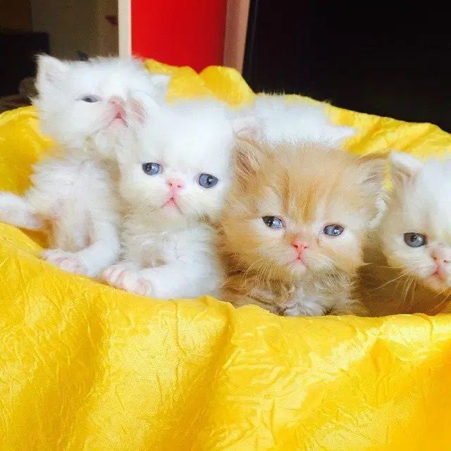 گربه فنجونی عشق کوچولو در آغوش شما