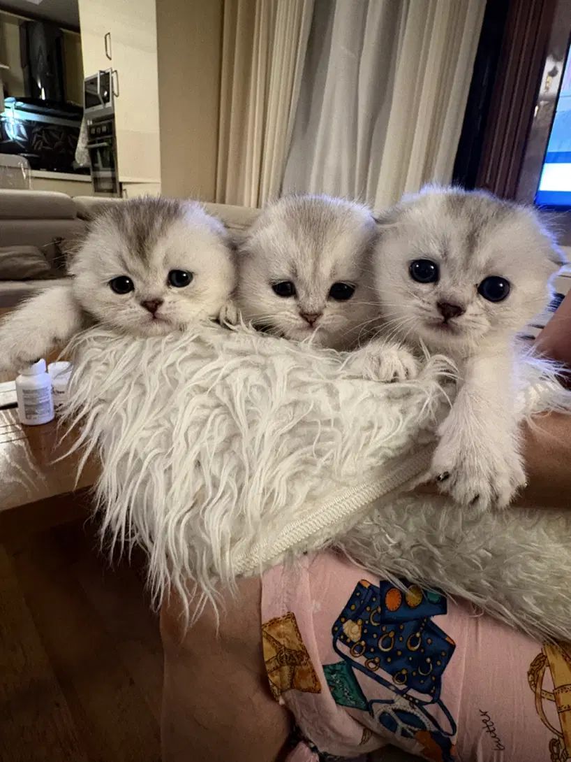 گربه های اصیل با ضمانت
