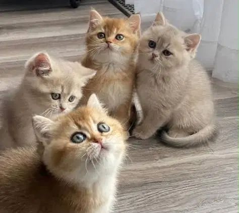 گربه لیلاک لوکس ترین رنگ‌گربه