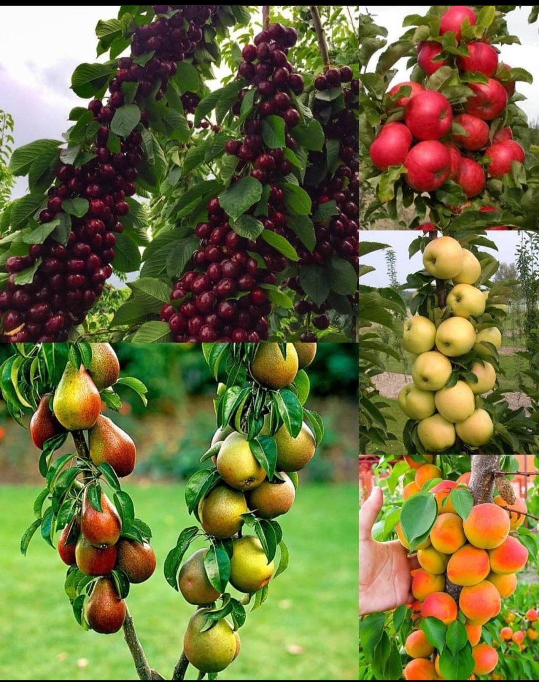 گیلاس تکدانه خوشهای و آلبالو