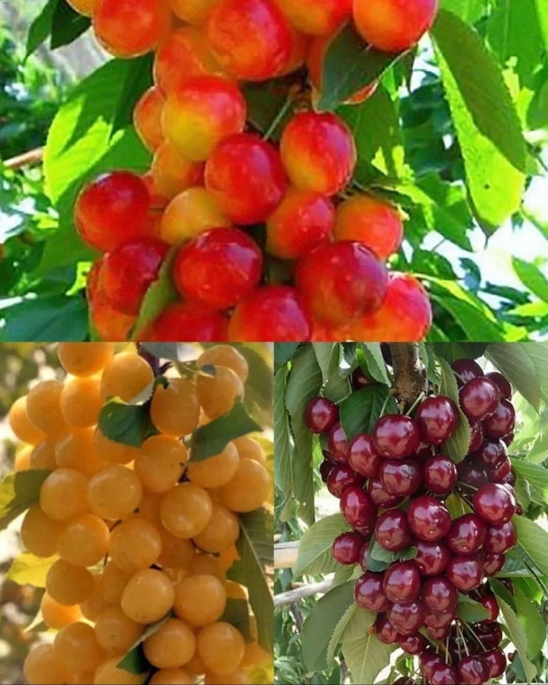 گیلاس تکدانه