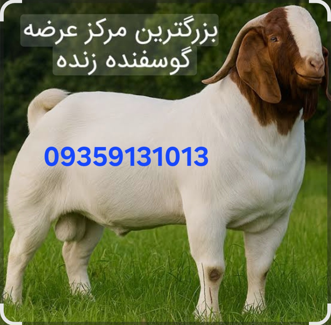 گوسفند مغان