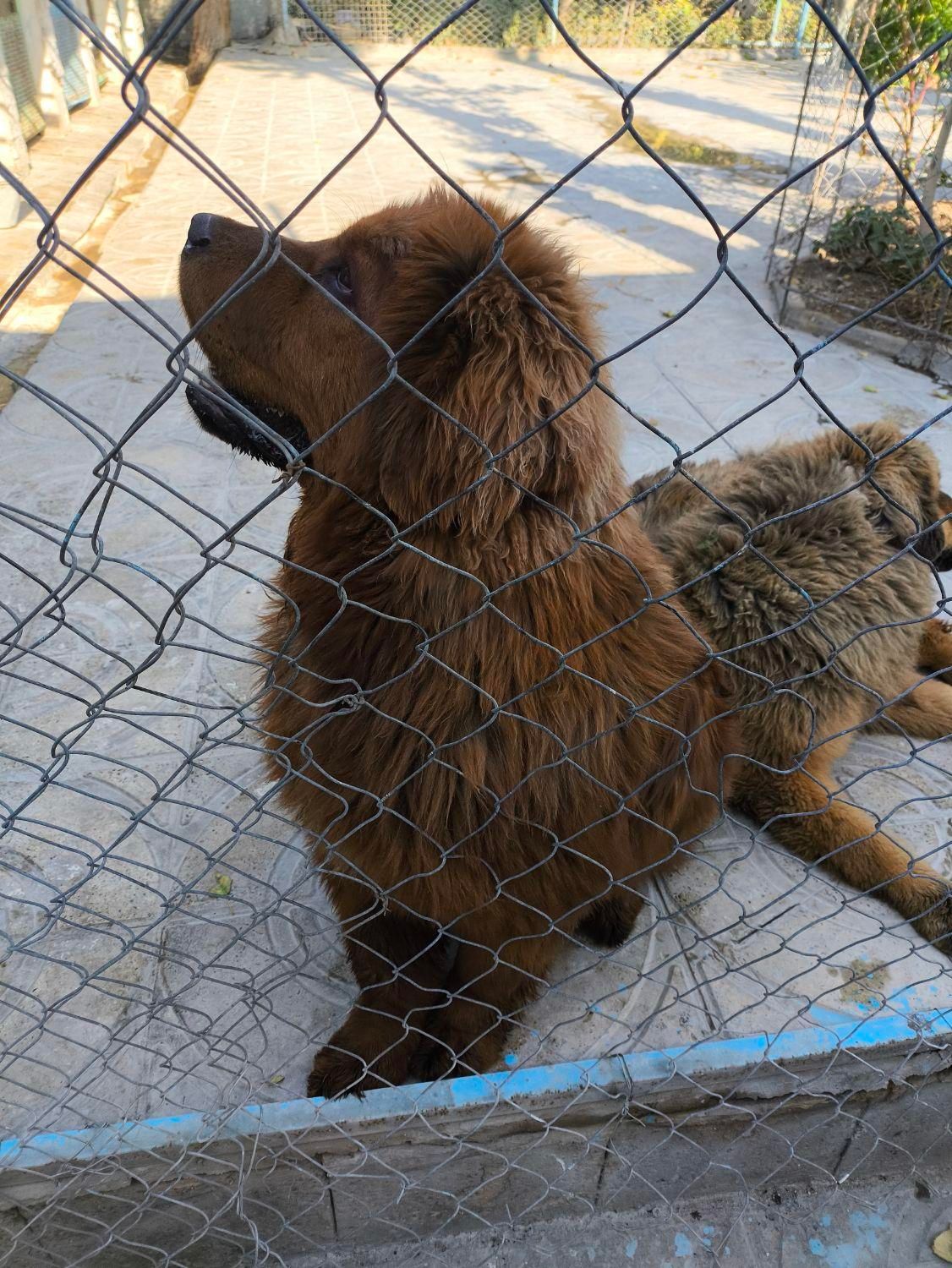 فروش سگ ماستیف تبت ۵ ماهه نر