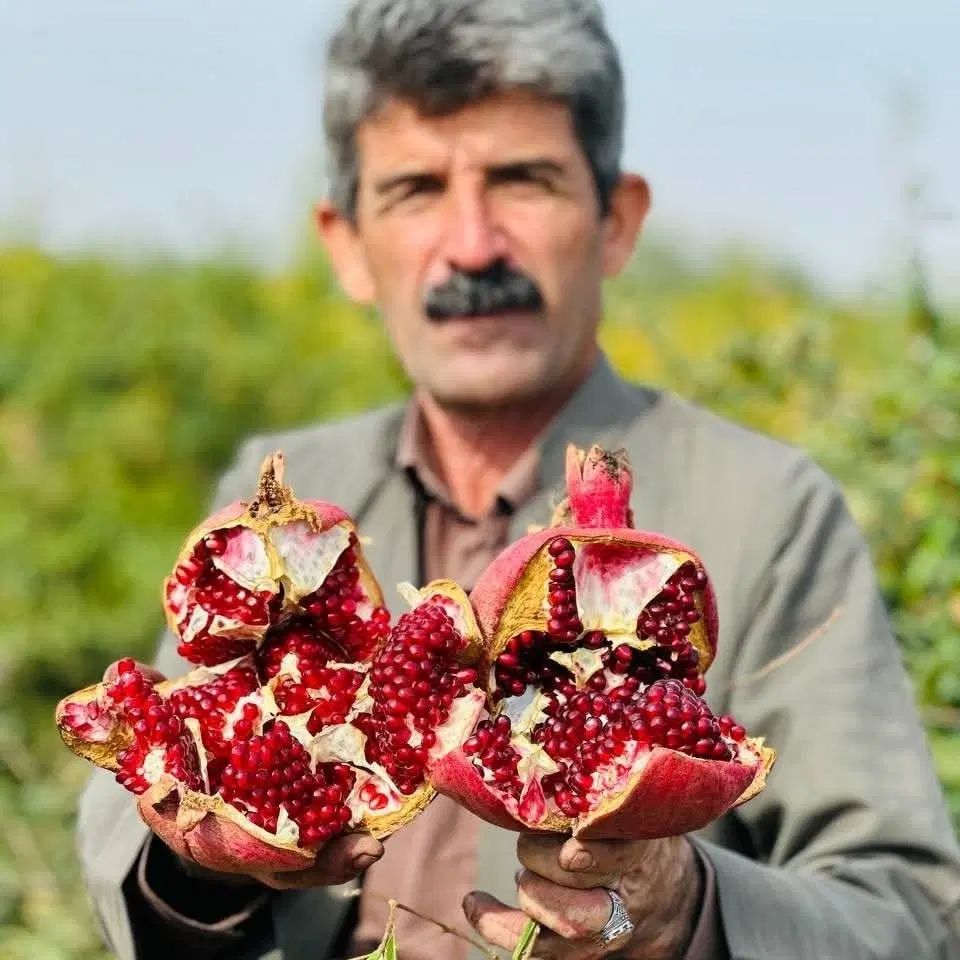 نهال انار واندرفول