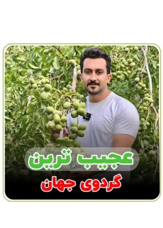 دیرگل ترین گردو