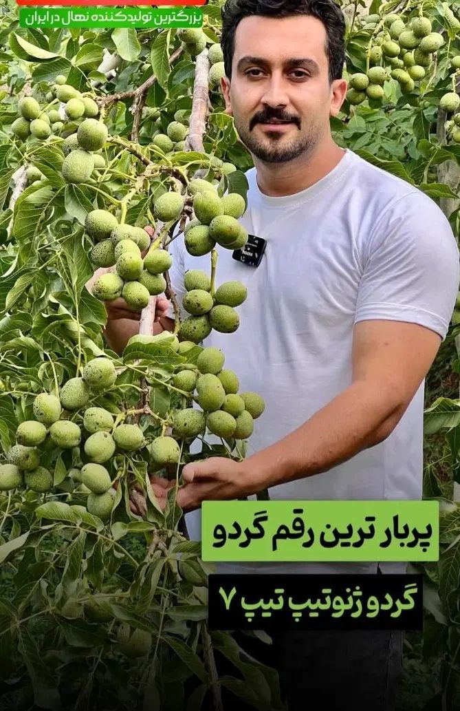 گردو ژنوتیپ تیپ 7