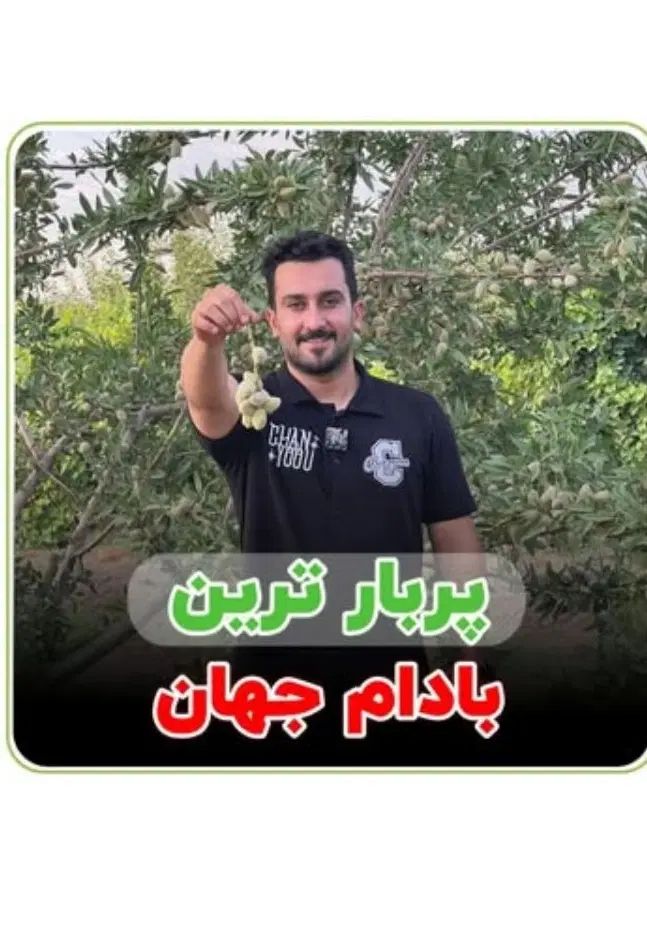 بادام آذر دیرگل