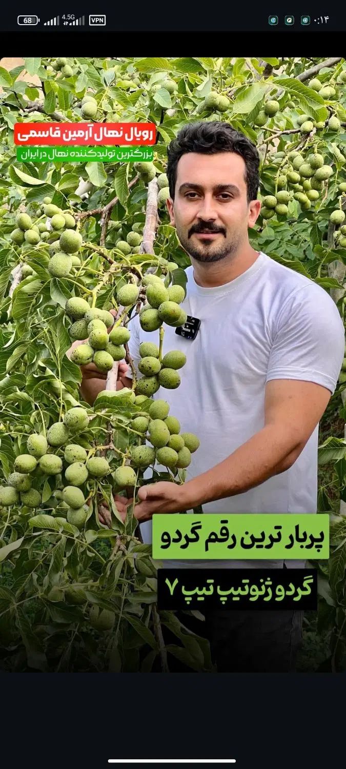 گردو دیرگل خوشه‌ای