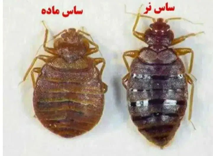 سمپاشی منازل بهداشت حرفه ای سم پاشی