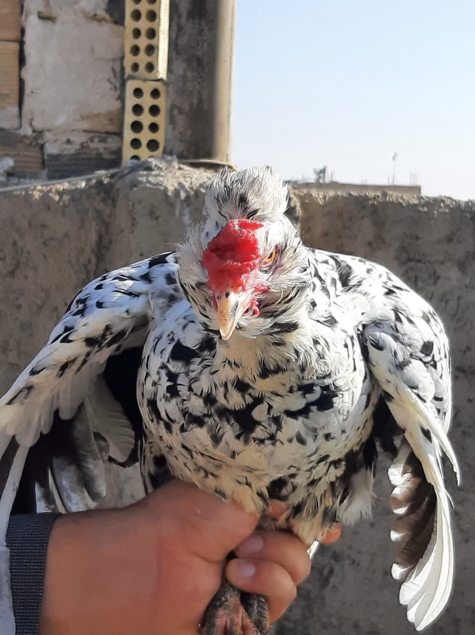 فروش تخم مرغ نطفه دار گلین وجوجه