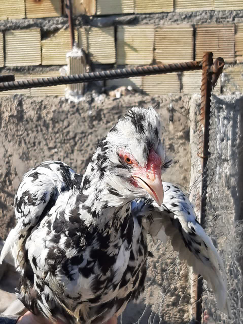 مجموعه پرورش مرغ گلین دنا