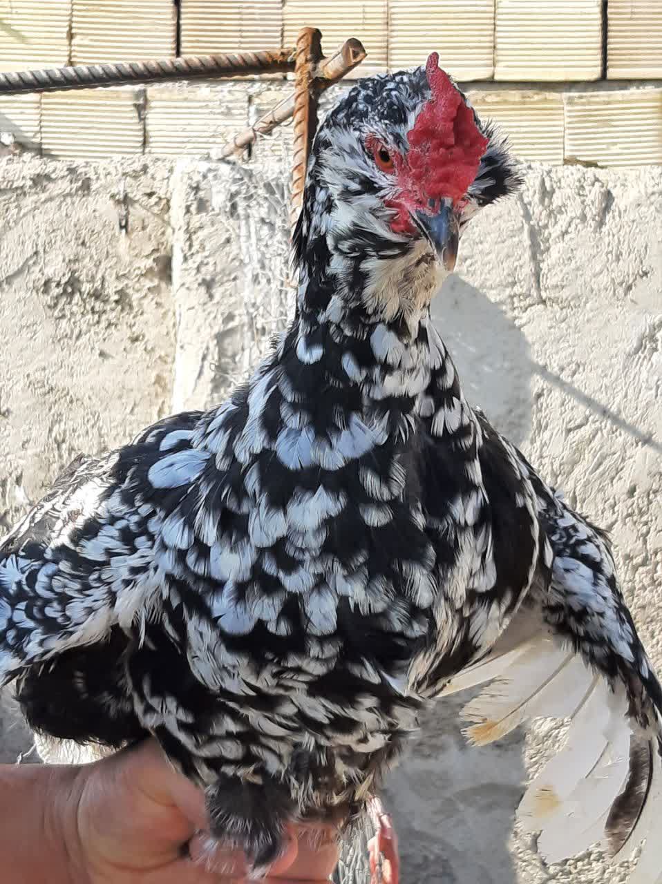 فروش تخم مرغ نطفه دار گلین وجوجه