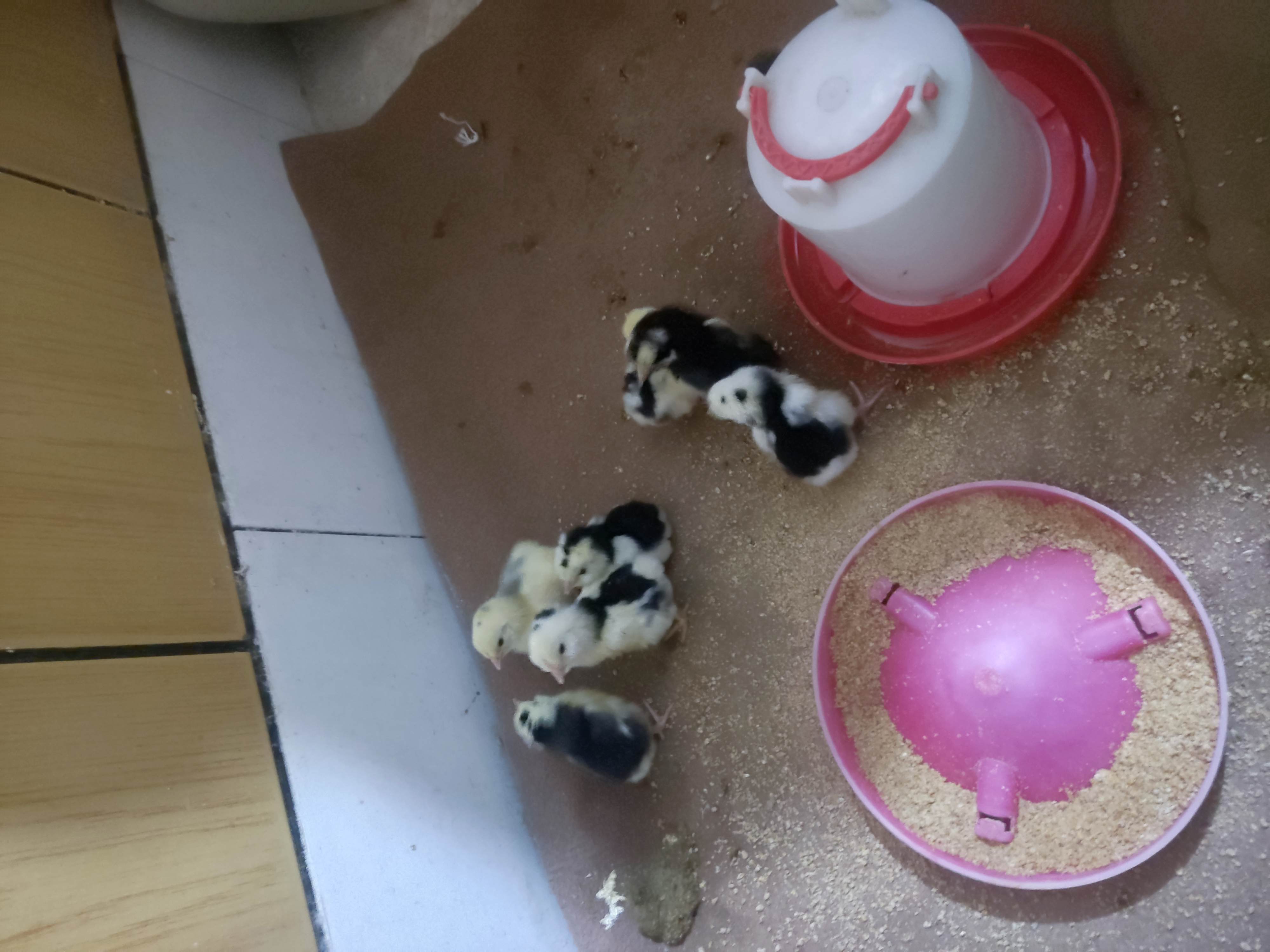 فروش تخم مرغ نطفه دار گلین وجوجه
