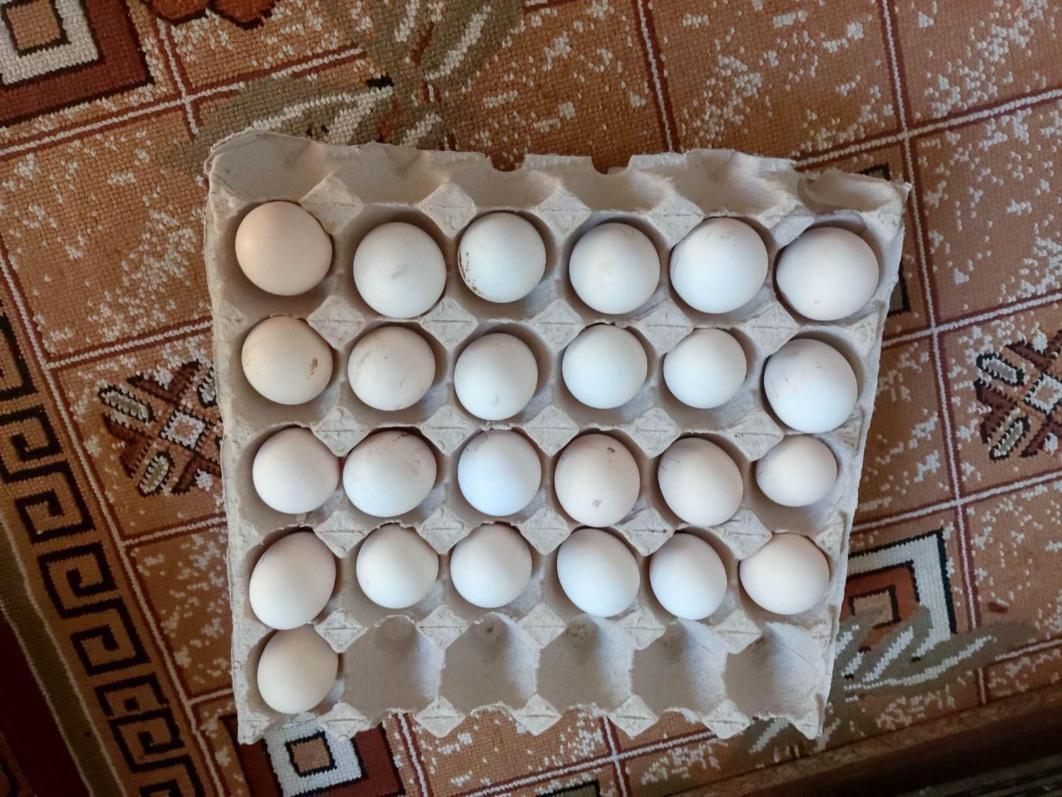 فروش تخم مرغ نطفه دار گلین