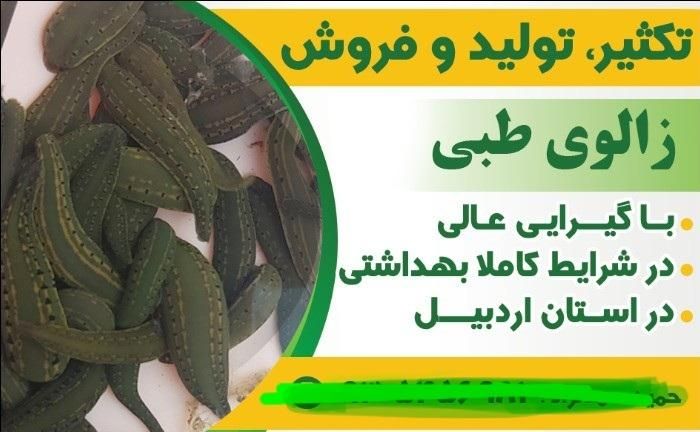 زالو   زالوی طبی