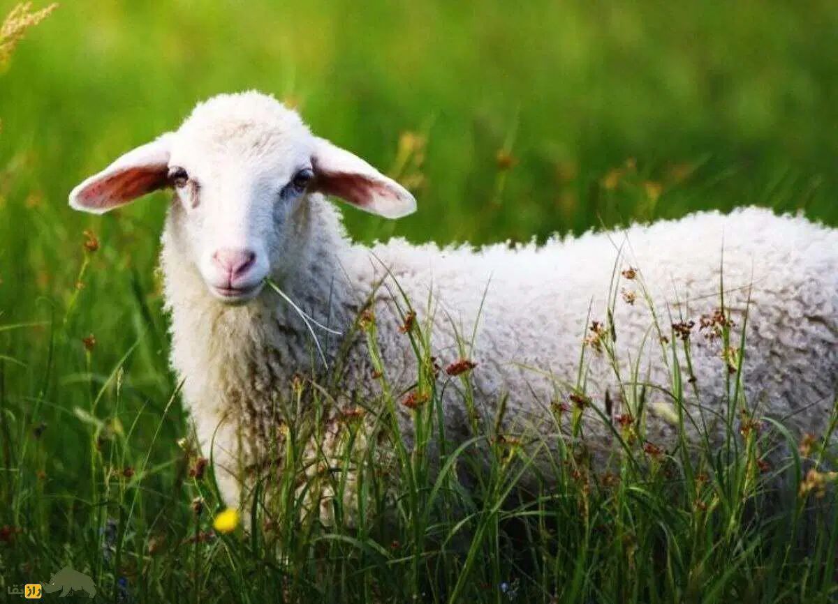 فروش دام زنده