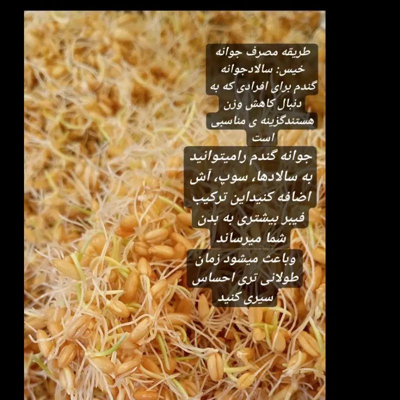 پودر جوانه گندم،جوانه خیس،خشک(کاملا ارگانیک)