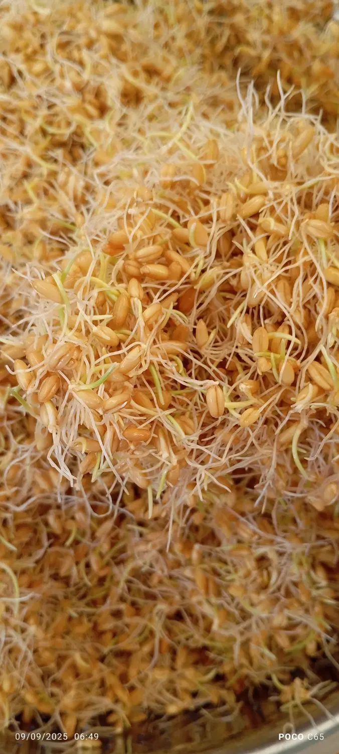 پودر جوانه گندم، جوانه ی خیس، جوانه ی خشک