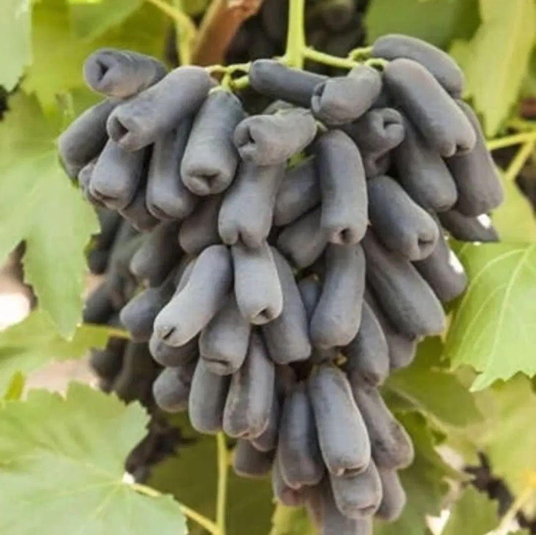 تولید و فروش نهال انگور گلابی و...