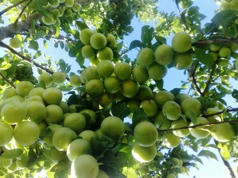 یش فروش نهال های خوشه ای آغاز شد