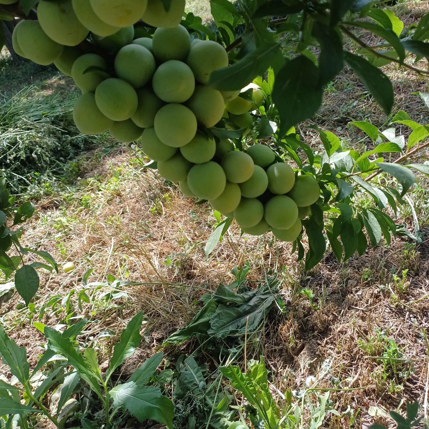 پیش فروش و فروش درختان خوشه ای