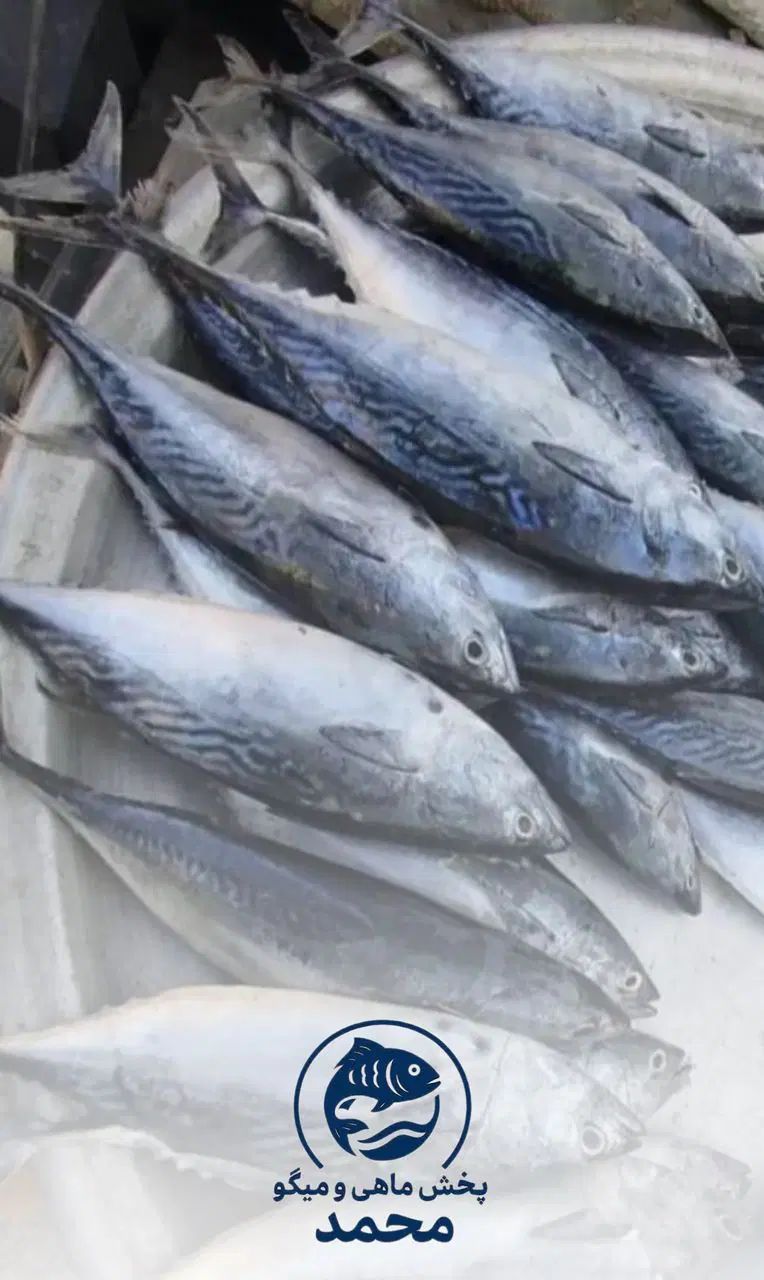 ماهی تن(تمیز شده)