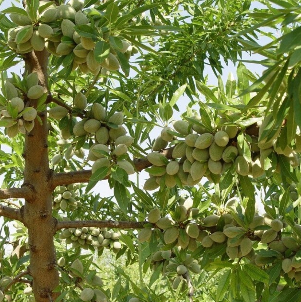 باغداری