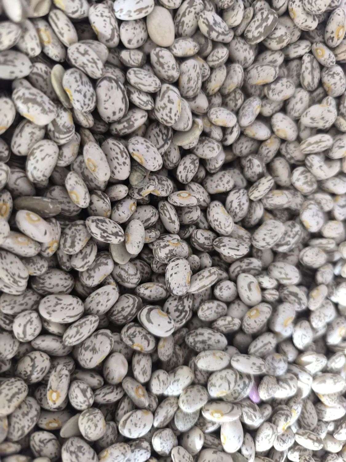 لوبیا چیتی و روغن و رب در جمعه بازار