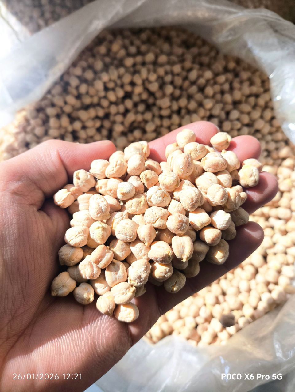 حبوبات