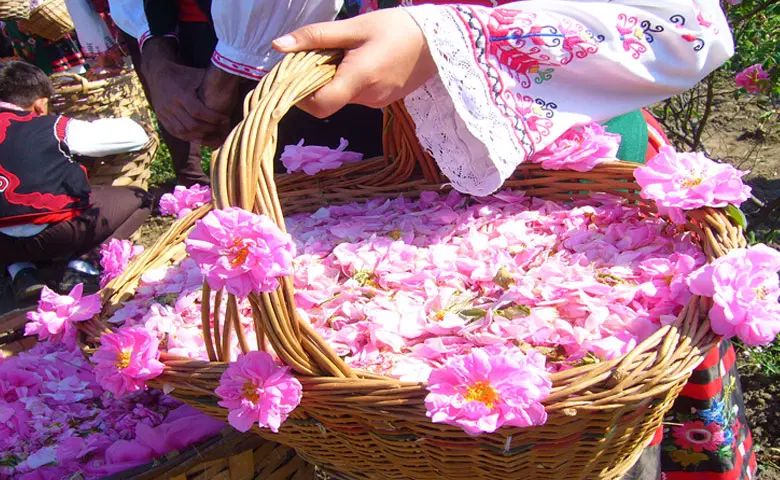 تور گلابگیری کاشان