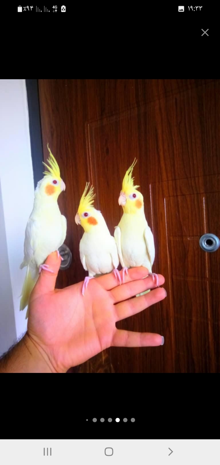 طوطی سرای نمونه