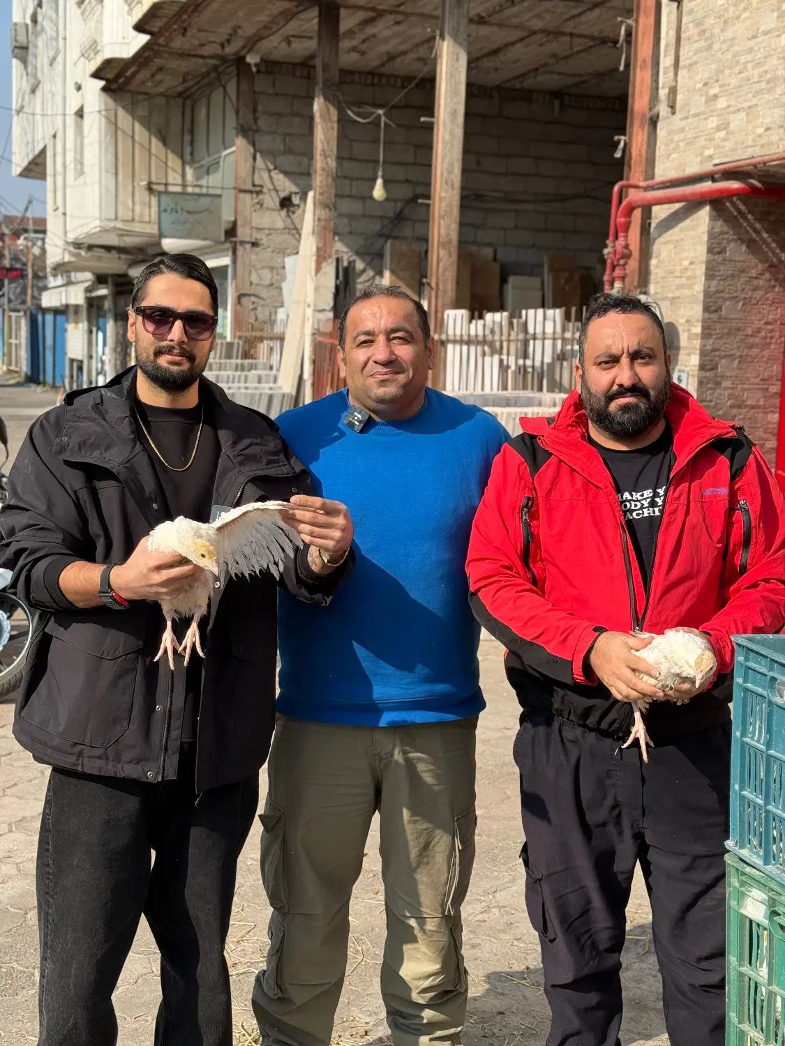 بوقلمون بیوتی فوق سنگین اصلی یک ماهه