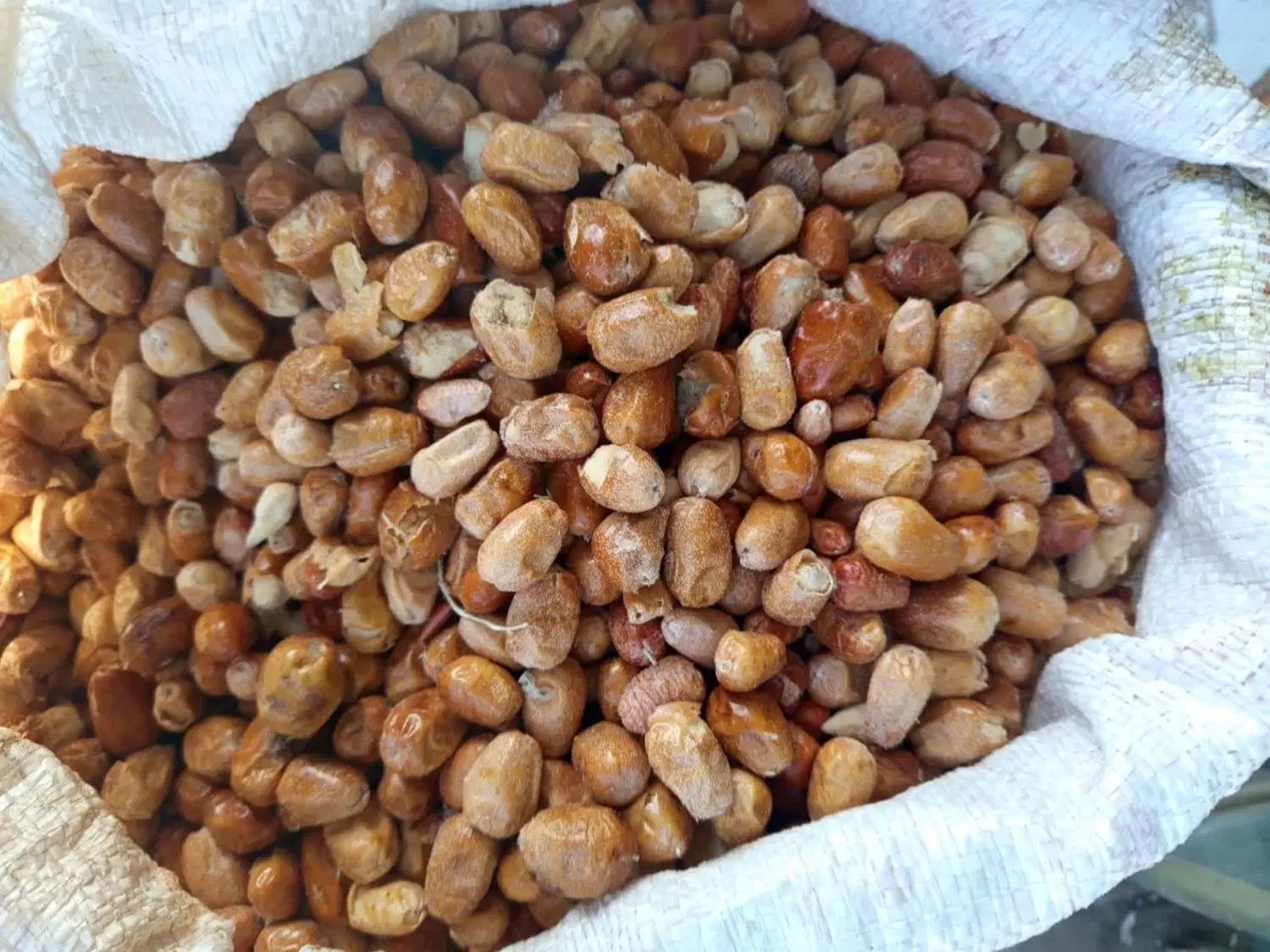 سنجد آسیابی