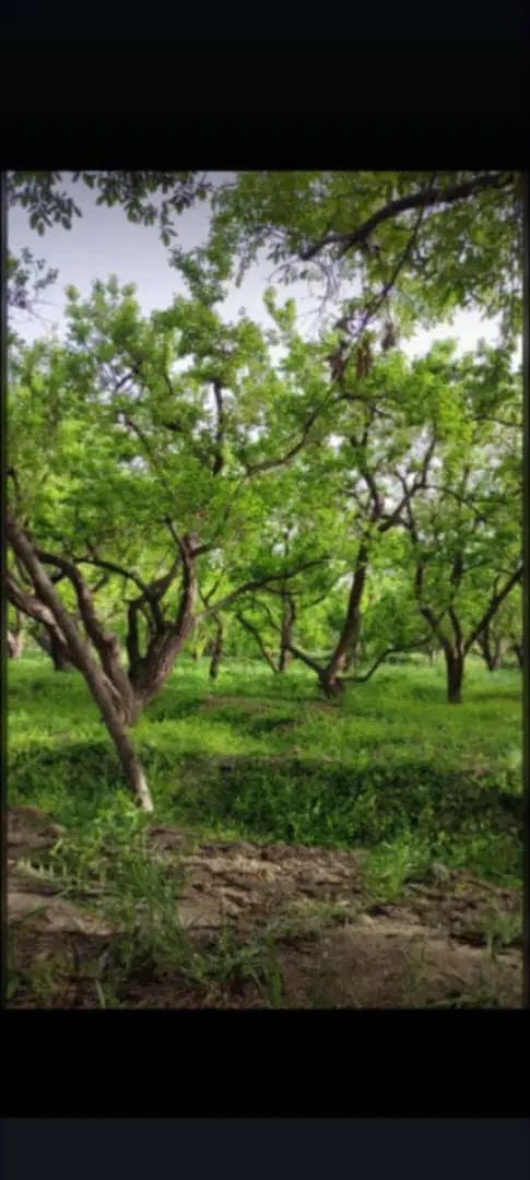 گروه زاگرس