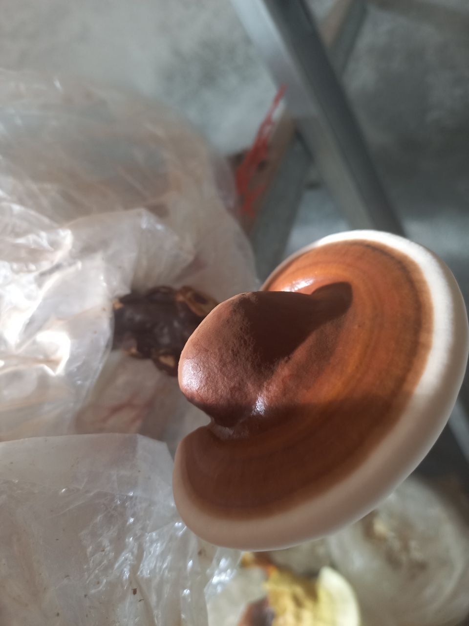 قارچ گانودرما