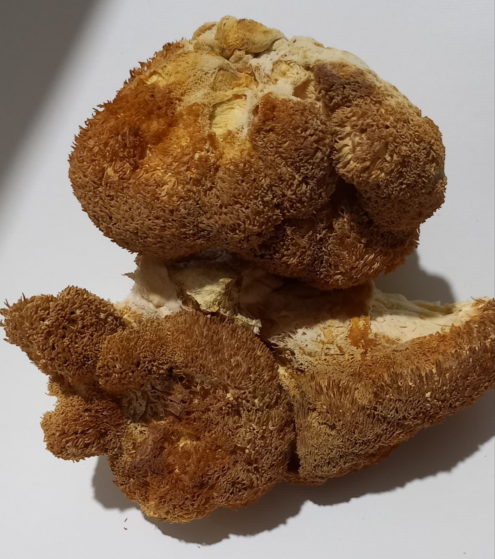 قارچ یال شیر