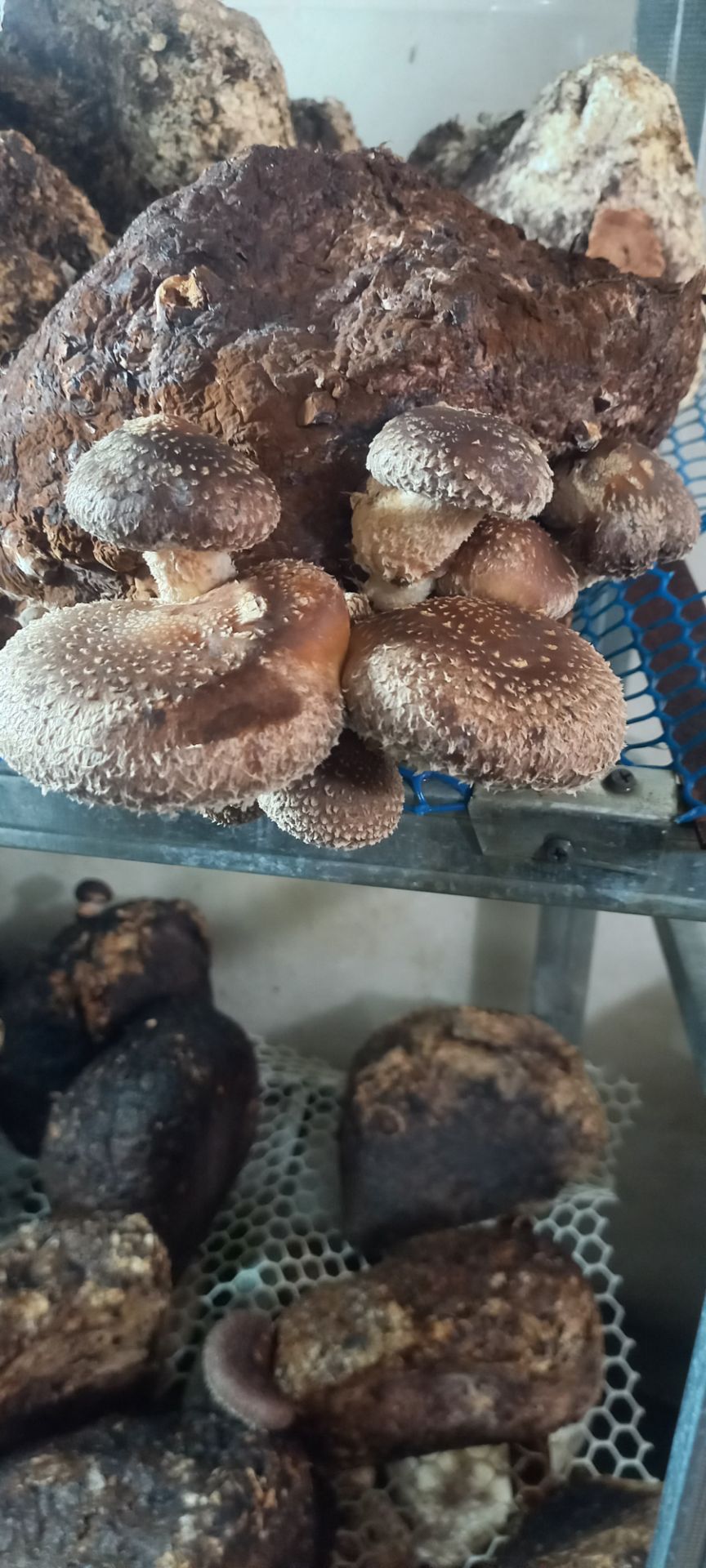 قارچ شیتاکه