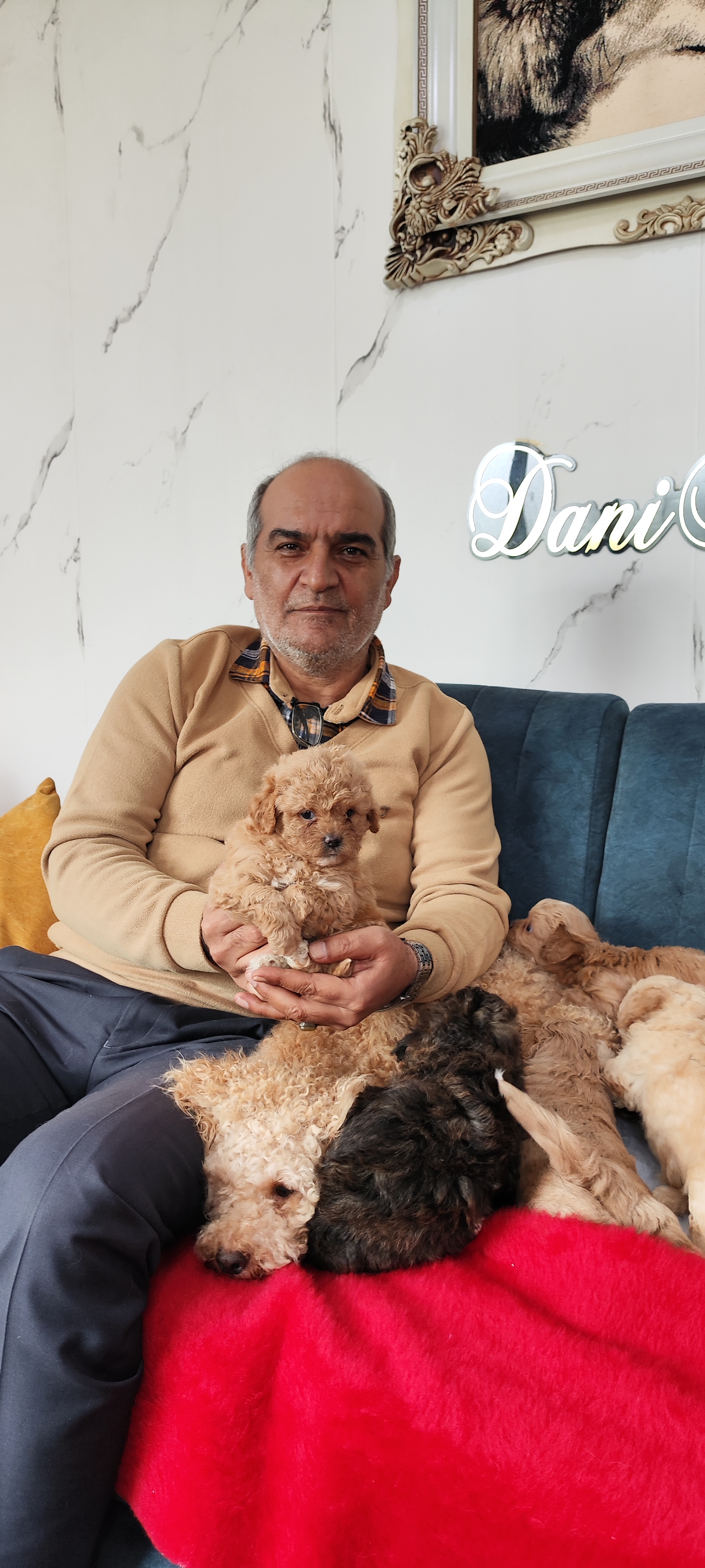 توله سگ توی پودل و پامرانین