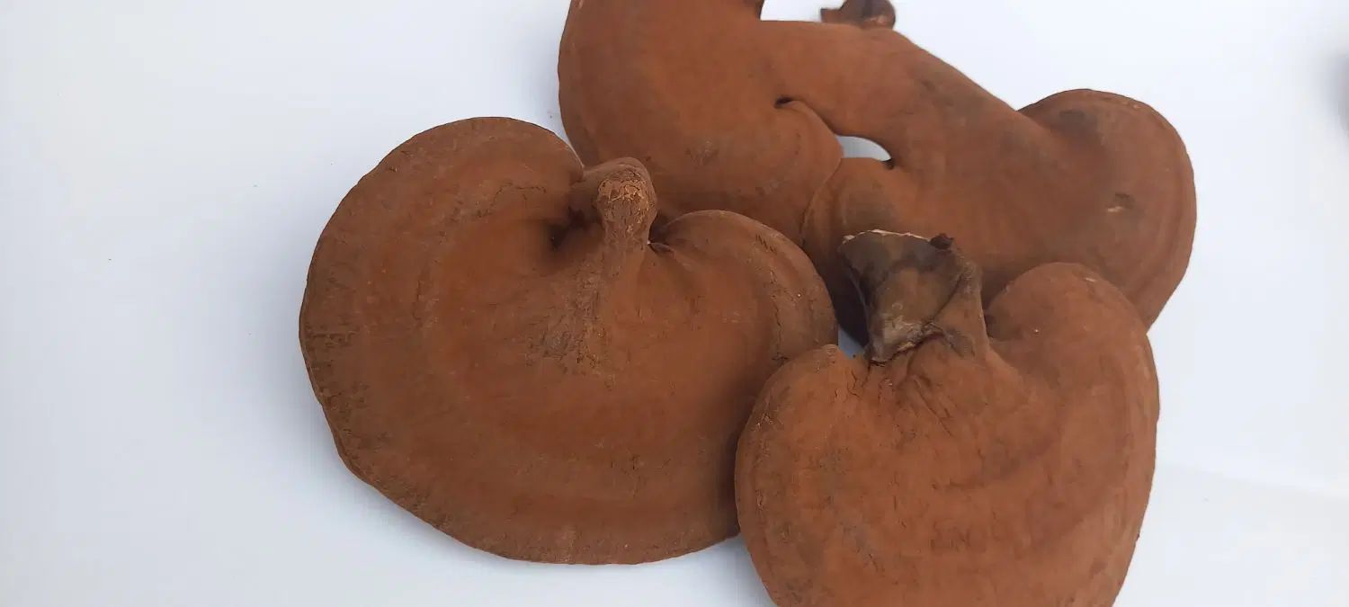 قارچ گانودرما  حاوی اسپور رفع زگیل تناسلی