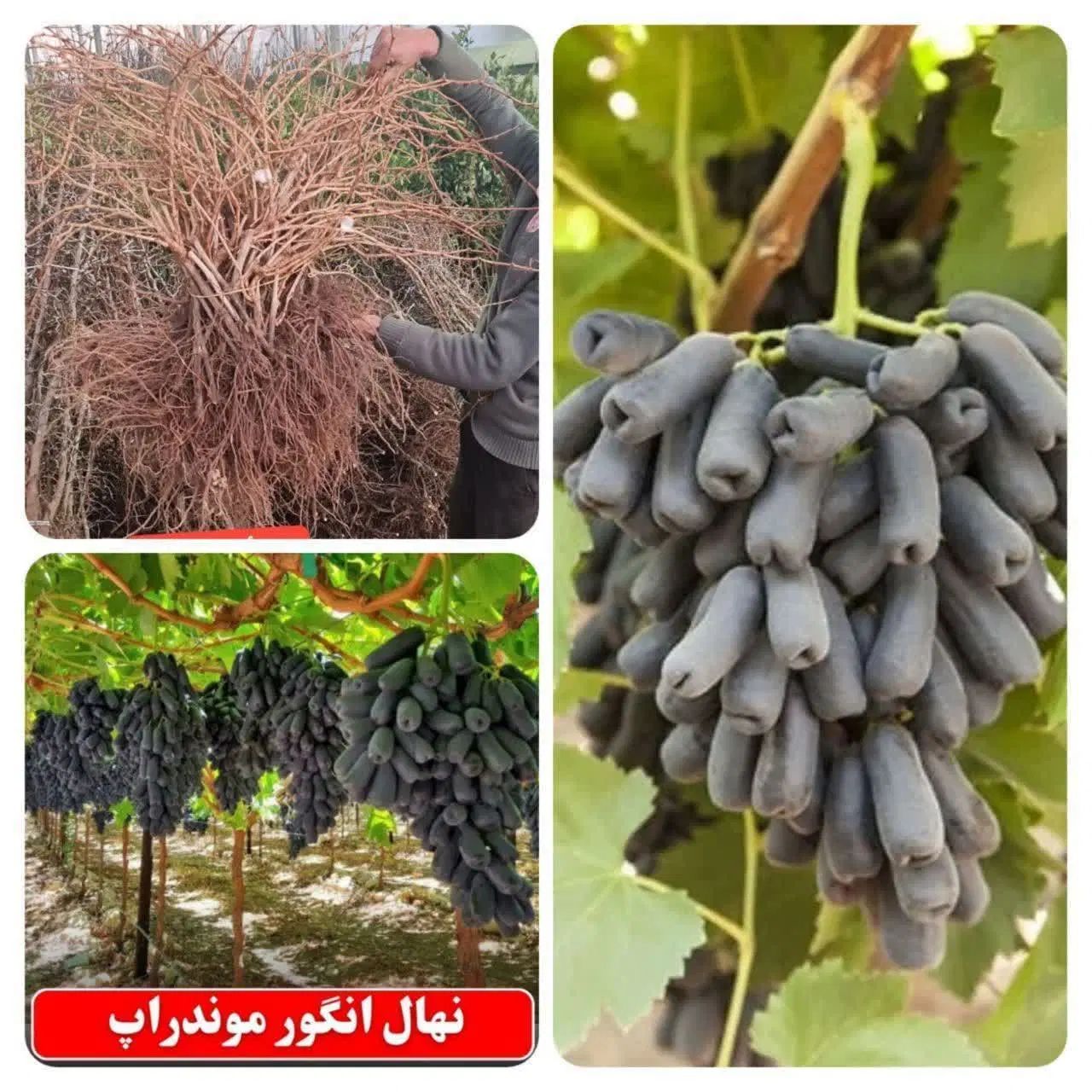 فروش ویژه نهال انگور موندراپ