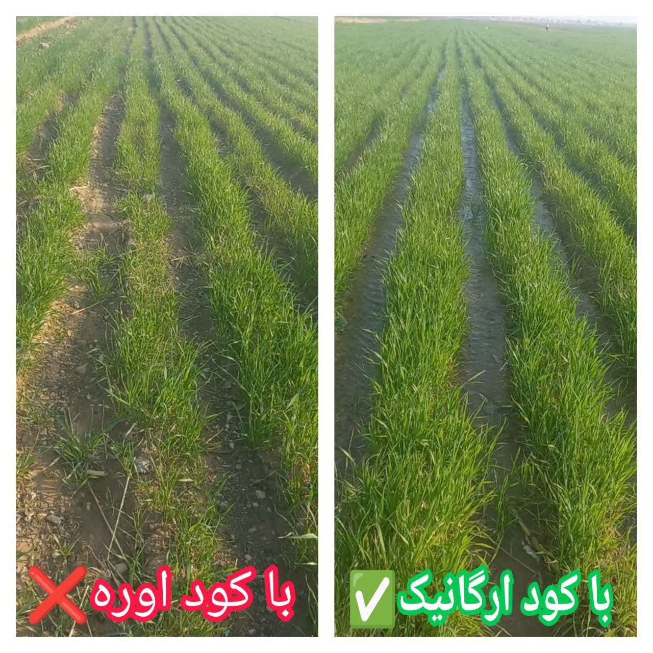 کود پلت مرغی