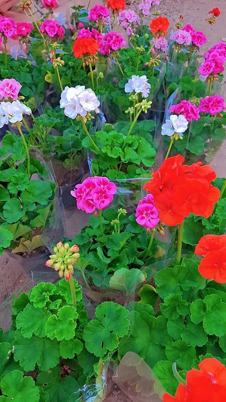 شمعدانی هلندی