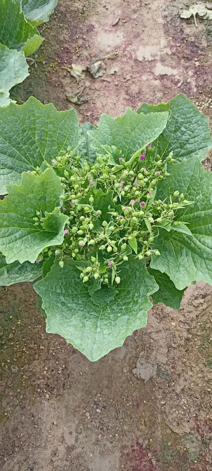 گل سینره