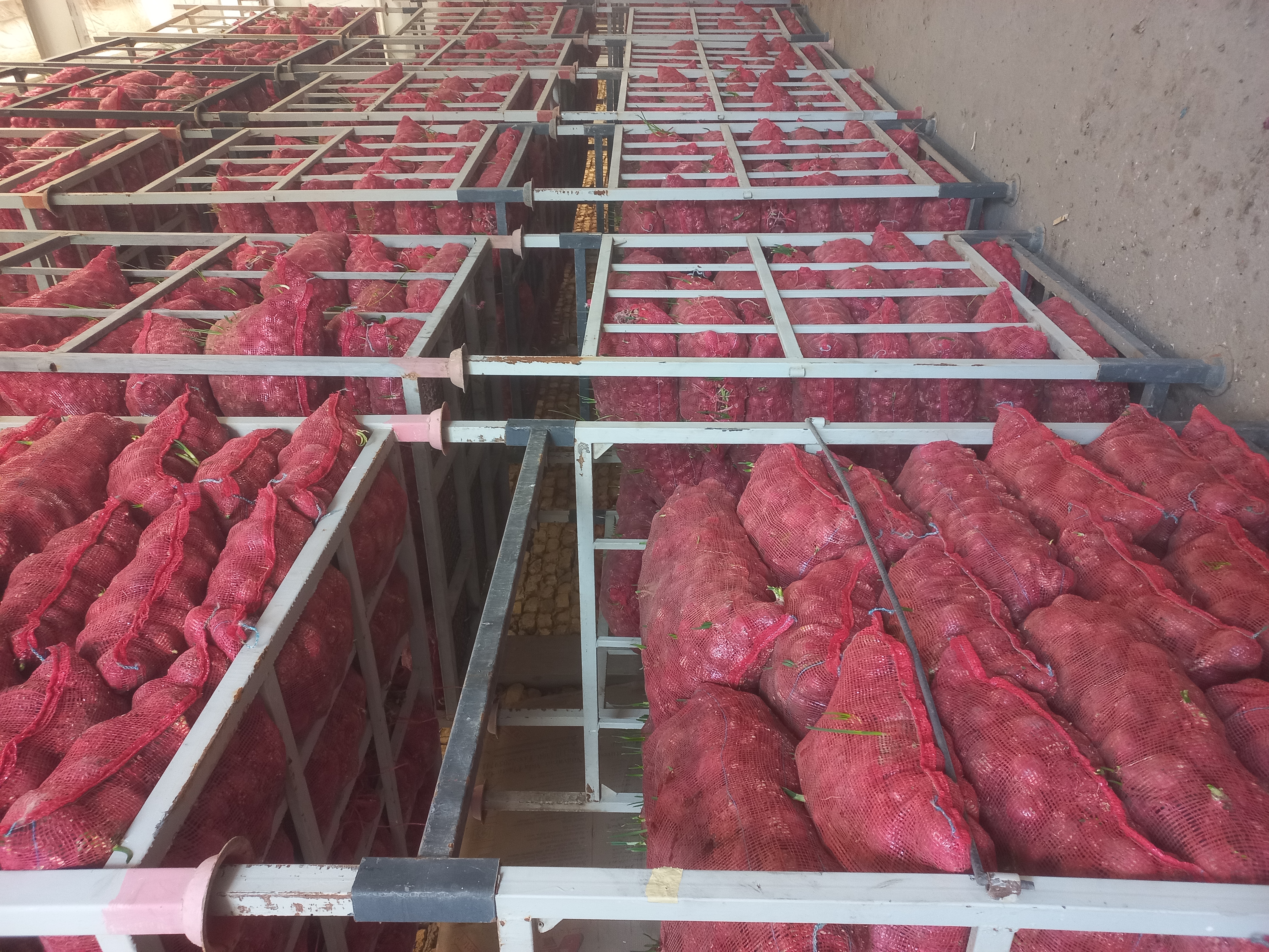 فروش پیاز ب